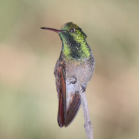 Berylline Hummingbird